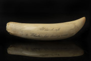 A scrimshaw whale's tooth engraved "Julia, 2, Aug. 1863", ​15cm long - 2