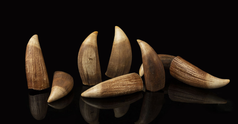 Eight antique sperm whale teeth, 19th century, ​the tallest 14cm high