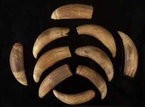 Ten antique sperm whale teeth, 19th century, the largest 10cm high