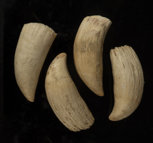 Four sperm whale teeth, 19th century, the largest 19cm high