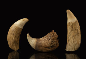 Three sperm whale teeth, 19th century, ​the largest 21.5cm high