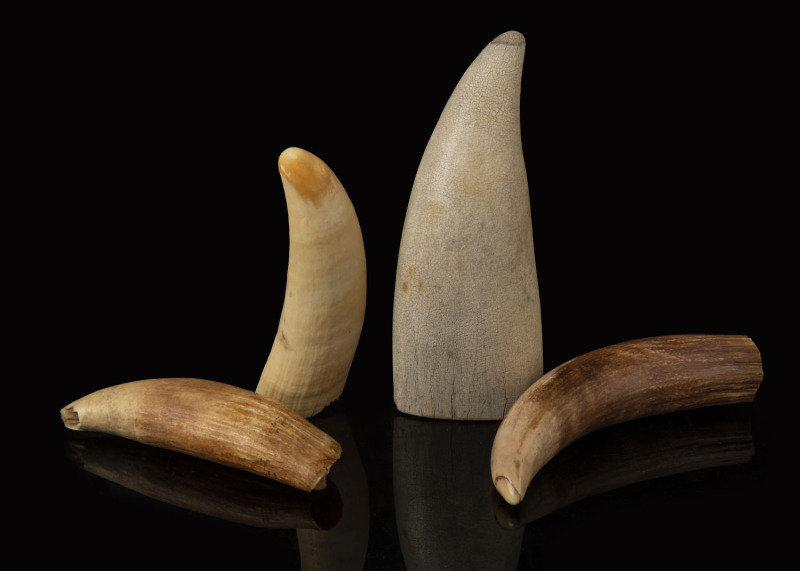 Four whale teeth, 19th century, the largest 19cm high