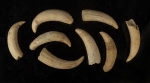 Eight sperm whale teeth, 19th century, the largest 10cm