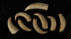 Eight sperm whale teeth, 19th century, the largest 11cm