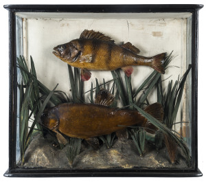 An antique fish diorama in glass case, 19th century, 59cm high, 67cm wide, 16cm deep