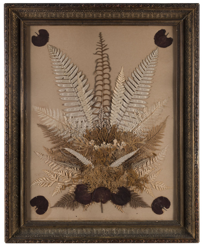 A framed fern display, New Zealand, 19th century, label verso "Framed By L. Hooker, Hawera", 71cm x 57cm overall