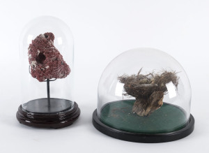Two natural history specimens in glass domes, 20th century, the taller 23cm high