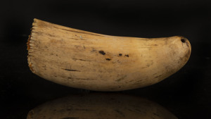 TABUA, Fijian chieftain's whale tooth amulet, 19th century, ​17cm long