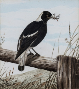NEVILLE WILLIAM CAYLEY (1886-1950), magpie, watercolour, signed lower left "Neville Cayley, Sydney", 23 x 21cm