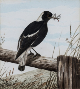 NEVILLE WILLIAM CAYLEY (1886-1950), magpie, watercolour, signed lower left "Neville Cayley, Sydney", ​23 x 21cm