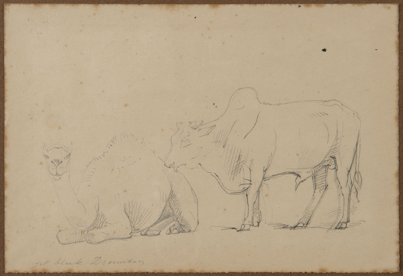 WILLIAM STRUTT (1826-1915), Dromedary and Brahman Bull, pencil on paper, Kozminsky label certificate verso from Dec. 1974, 14 x 20cm. Together with a volume "Victoria The Golden, Scenes, Sketches And Jottings From Nature By William Strutt, Melbourne, Vi