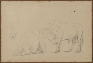 WILLIAM STRUTT (1826-1915), Dromedary and Brahman Bull, pencil on paper, Kozminsky label certificate verso from Dec. 1974, 14 x 20cm. Together with a volume "Victoria The Golden, Scenes, Sketches And Jottings From Nature By William Strutt, Melbourne, Victoria, 1850-1862"