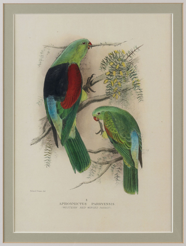 ROLAND GREEN (British, 1890-1972), four ornithological studies, colour lithograph, ​32 x23cm each