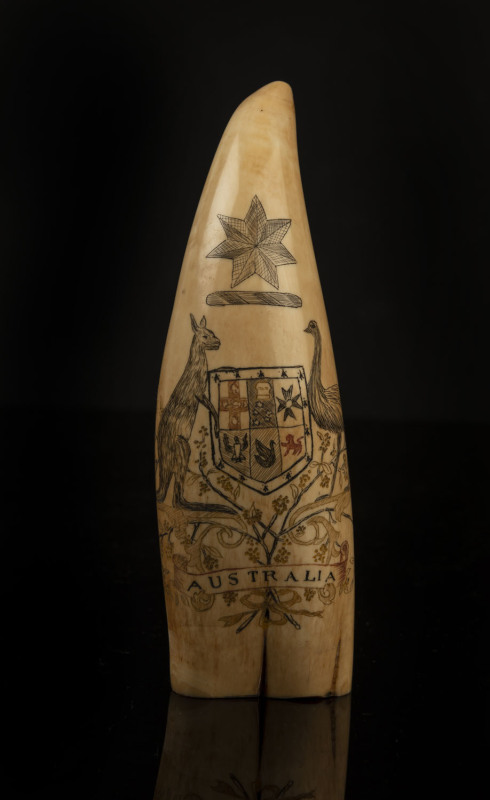 A scrimshaw whale's tooth with engraved Australian coat of arms titled "Australia", ​14cm high