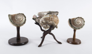 Three shells on stands, the largest 24cm across