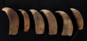 Six antique sperm whale teeth, 19th century, the largest 13cm high