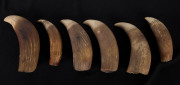 Six antique sperm whale teeth, 19th century, ​the largest 13cm high