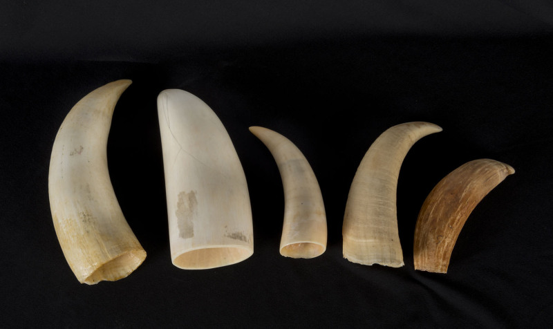 Five whale's teeth, 19th and 20th century, ​the largest 15cm high