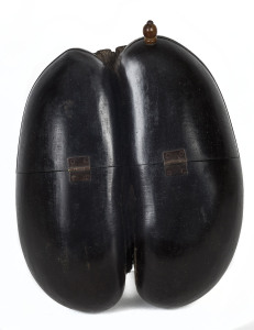 Coco De Mer sailor's box, Seychelles Islands, 19th century. Endemic only to the Seychelles the Coco De Mer nut is the largest known seed in existence and was highly coveted by sailors in the 18th and 19th century who prized it for its erotic appearance. Its botanical name Ladoicea callipyge is from the Greek and literally translates to "beautiful buttocks". Unlike other coconuts the seed does not remain viable once at sea so its range is extremely limited and most of the 7000 odd known living ex