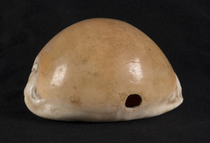 MBULIKULA, Chieftain's shell pendant, Fiji, 18th/19th century, Golden Cowrie shell (Cypraea aurantium) orginally worn by chiefs on a coir fibre string, extremely rare, similar examples can be seen in the Auckland Museum (New Zealand) and the British Museum (London), 9.5cm across