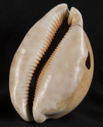 MBULIKULA, Chieftain's shell pendant, Fiji, 18th/19th century, Golden Cowrie shell (Cypraea aurantium) orginally worn by chiefs on a coir fibre string, extremely rare, similar examples can be seen in the Auckland Museum (New Zealand) and the British Mus - 2