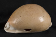 MBULIKULA, Chieftain's shell pendant, Fiji, 18th/19th century, Golden Cowrie shell (Cypraea aurantium) orginally worn by chiefs on a coir fibre string, extremely rare, similar examples can be seen in the Auckland Museum (New Zealand) and the British Mus - 3