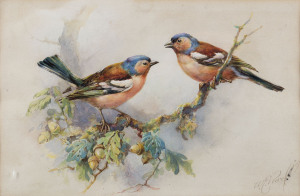 W. PURCEL (British), pair of chaffinches, watercolour, signed lower right, 18 x 26cm