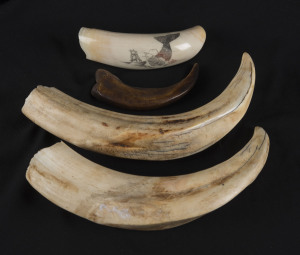 A scrimshaw whale's tooth, pair of boar tusks and a claw, 19th/20th century, the largest 17cm long