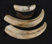 A scrimshaw whale's tooth, pair of boar tusks and a claw, 19th/20th century, ​the largest 17cm long