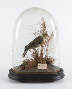 Victorian bird display in glass dome, 19th century, 27cm high