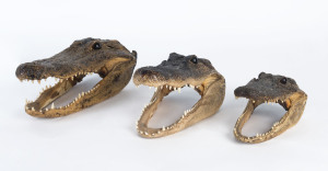 Three taxidermy alligator heads, Louisiana, U.S.A. 20th century, the largest 30cm long