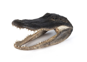 Louisiana alligator head, 29cm long