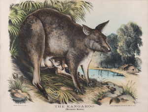 GERARD KREFFT [1830 – 1881], The Kangaroo (Macropos Major),lithograph from "Mammals of Australia", 1871, illustrated by Helene Scott and Harriett Morgan,32 x 40cm.