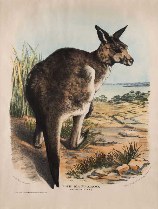 GERARD KREFFT [1830 – 1881], The Kangaroo (Macropus Major, Young male), lithograph from "Mammals of Australia", 1871, illustrated by Helene Scott and Harriett Morgan, 40 x 32cm.