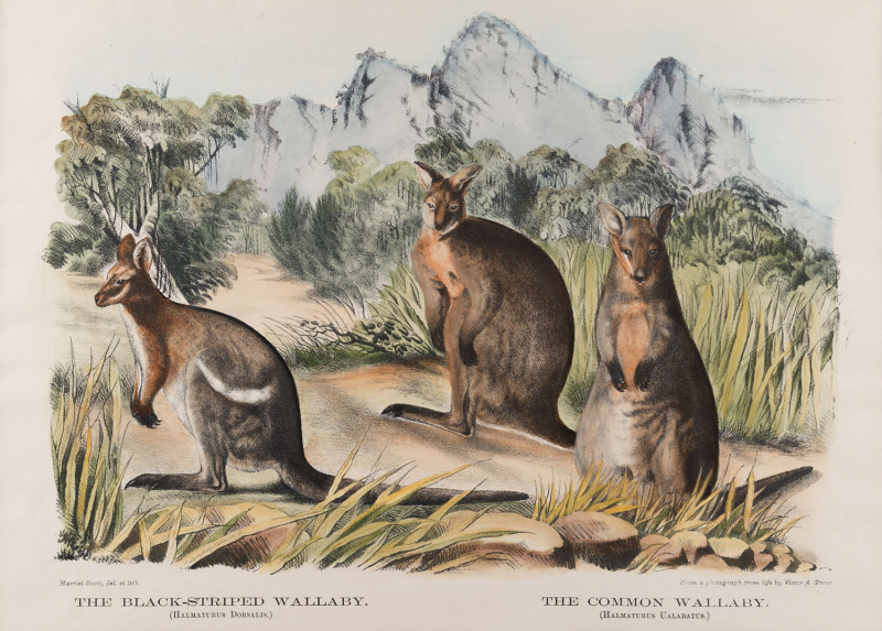 GERARD KREFFT [1830 – 1881], The Black-Striped Wallaby (Halmaturus Dorsalis) & The Common Wallaby (Halmaturus Ualabatus), lithograph from "Mammals of Australia", 1871, illustrated by Helene Scott and Harriett Morgan, 30 x 39cm.