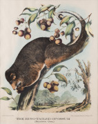 GERARD KREFFT [1830 – 1881], The Ring-Tailed Opossum (Phalangista Cooki.), lithograph from "Mammals of Australia", 1871, illustrated by Helene Scott and Harriett Morgan, 39 x 30cm.