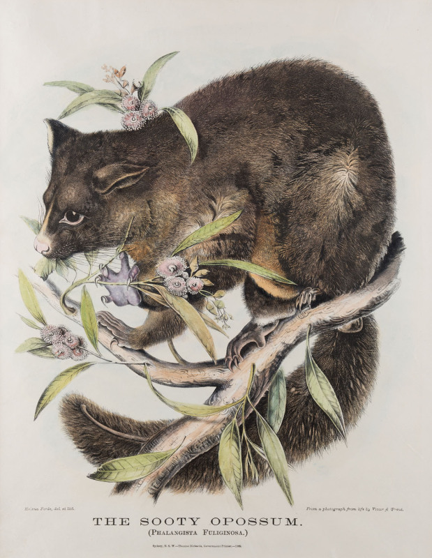 GERARD KREFFT [1830 – 1881], The Sooty Opossum (Phalangista Fuliginosa), lithograph from "Mammals of Australia", 1871, illustrated by Helene Scott and Harriett Morgan, 39 x 30cm.
