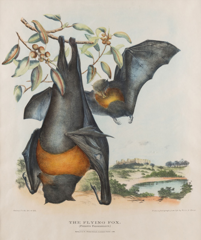 GERARD KREFFT [1830 – 1881], The Flying Fox (Pteropus Poliocephalus), lithograph from "Mammals of Australia", 1871, illustrated by Helene Scott and Harriett Morgan, 39 x 32cm.