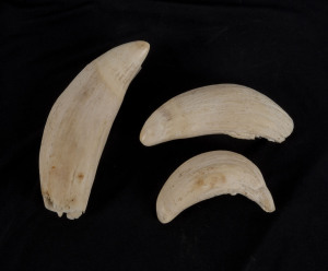 Three whale's teeth, late 19th early 20th century, ​the largest 16.5cm long