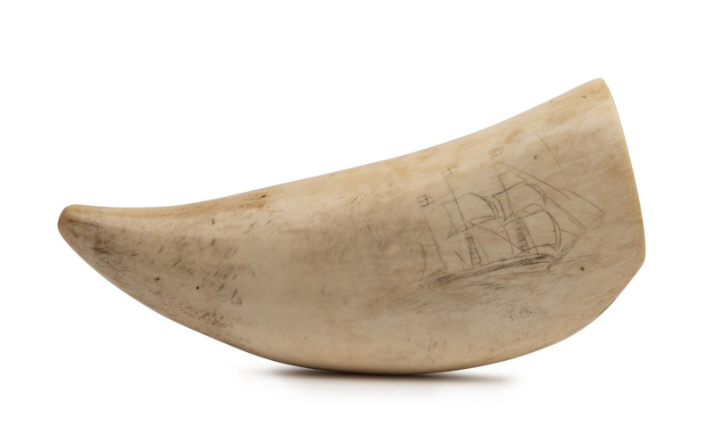 A large scrimshaw whale's tooth engraved with a tallship and inscription on reverse "Tooth Of A Sperm Whale, 90 Foot Long, Caught By The Betsey, Capt. Peters, First South Sea.......1832", ​22cm high