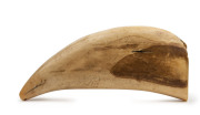 A large scrimshaw whale's tooth engraved with a tallship and inscription on reverse "Tooth Of A Sperm Whale, 90 Foot Long, Caught By The Betsey, Capt. Peters, First South Sea.......1832", ​22cm high - 2