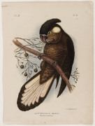 GRACIUS JOSEPH BROINOWSKI [1837-1913], A group of (5) plates from his "The Birds of Australia" published by Charles Stuart & Co Sydney 1887-1891, Bloodstained cockatoo, Funereal Cockatoo, Great Sulphur-crested Cockatoo, Leach's Cockatoo and Baudin's Cocka - 3