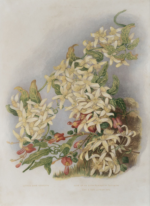 LOUISA ANN MEREDITH (Britain, Australia, 1812-95), Native clematis, colour lithograph from "Some of my Bush Favourites in Tasmania", approx. 36 x 26cm.