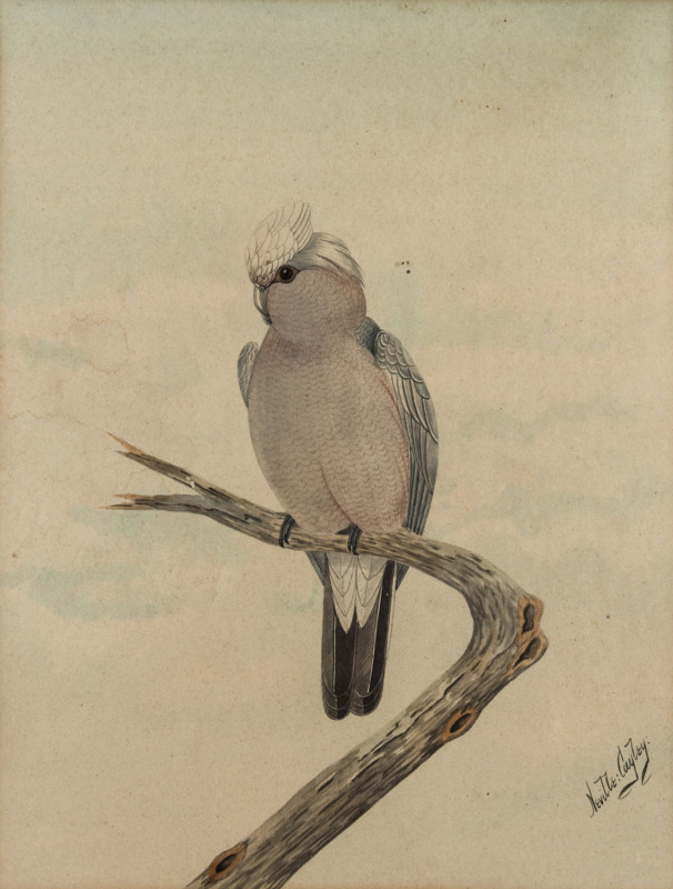 NEVILLE CAYLEY (1886-1950), Galah, watercolour, signed and dated lower right "Neville Cayley", 30 x 21cm
