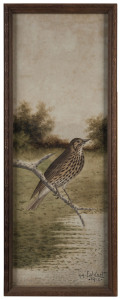 HERBERT HEPBURN CALVERT (1870-1923), Wattle Bird, watercolour, signed and dated lower right "H.H. Calvert, 1912" 50 x 17cm