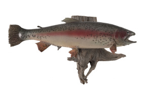 A taxidermy mounted rainbow trout, 20th century, 65cm long