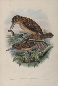 JOHN GOULD (1804-1881), Cracticus Rufescens, coloured lithograph, 56 x 38cm