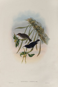 JOHN GOULD (1804-1881), Myzomela Nigita, coloured lithograph, 56 x 38cm