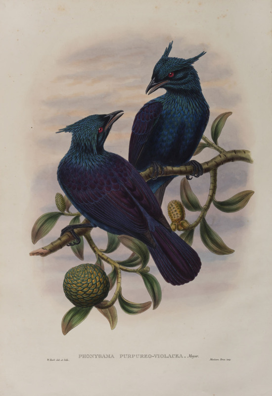 JOHN GOULD (1804-1881), Phonygama Purpureo-Violacea, coloured lithograph, 56 x 38cm