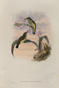 JOHN GOULD (1804-1881), Mililestes iliolophus, coloured lithograph, 56 x 38cm